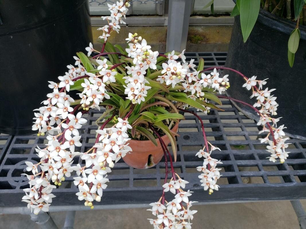 Sarcochilus hartmannii habit