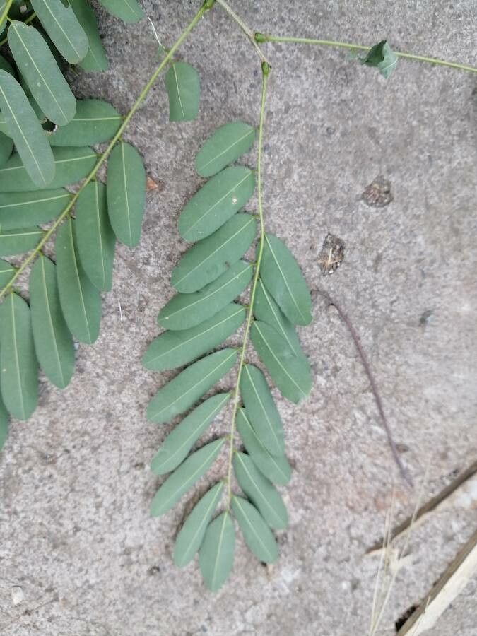 Myrospermum frutescens leaf