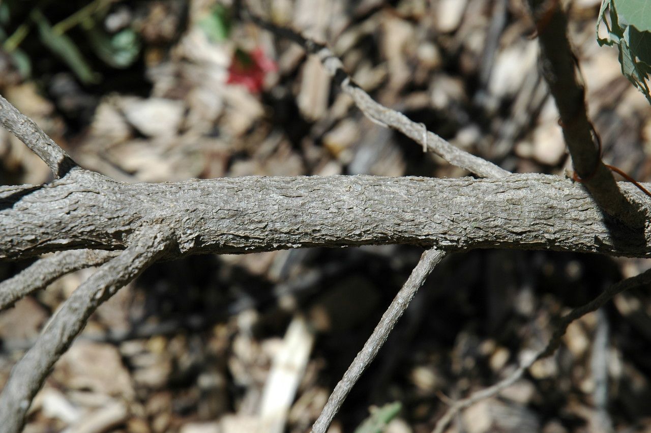 Abutilon menziesii bark