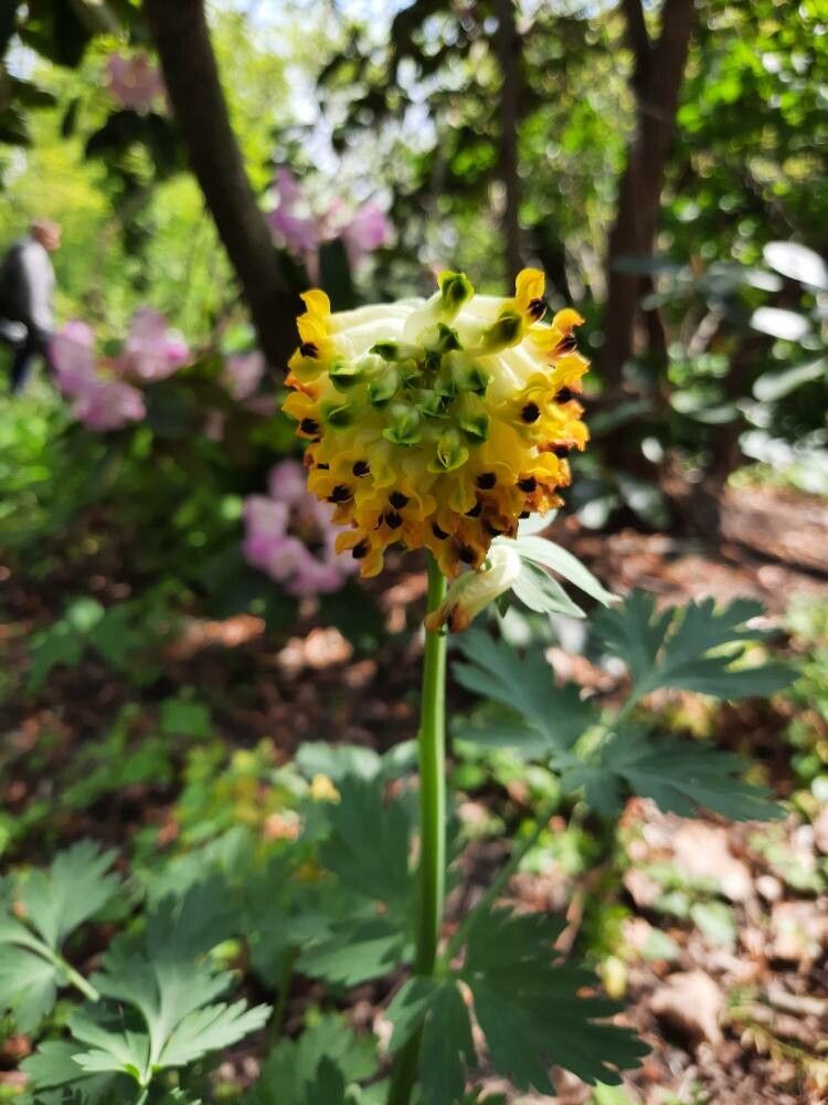 Corydalis nobilis flower