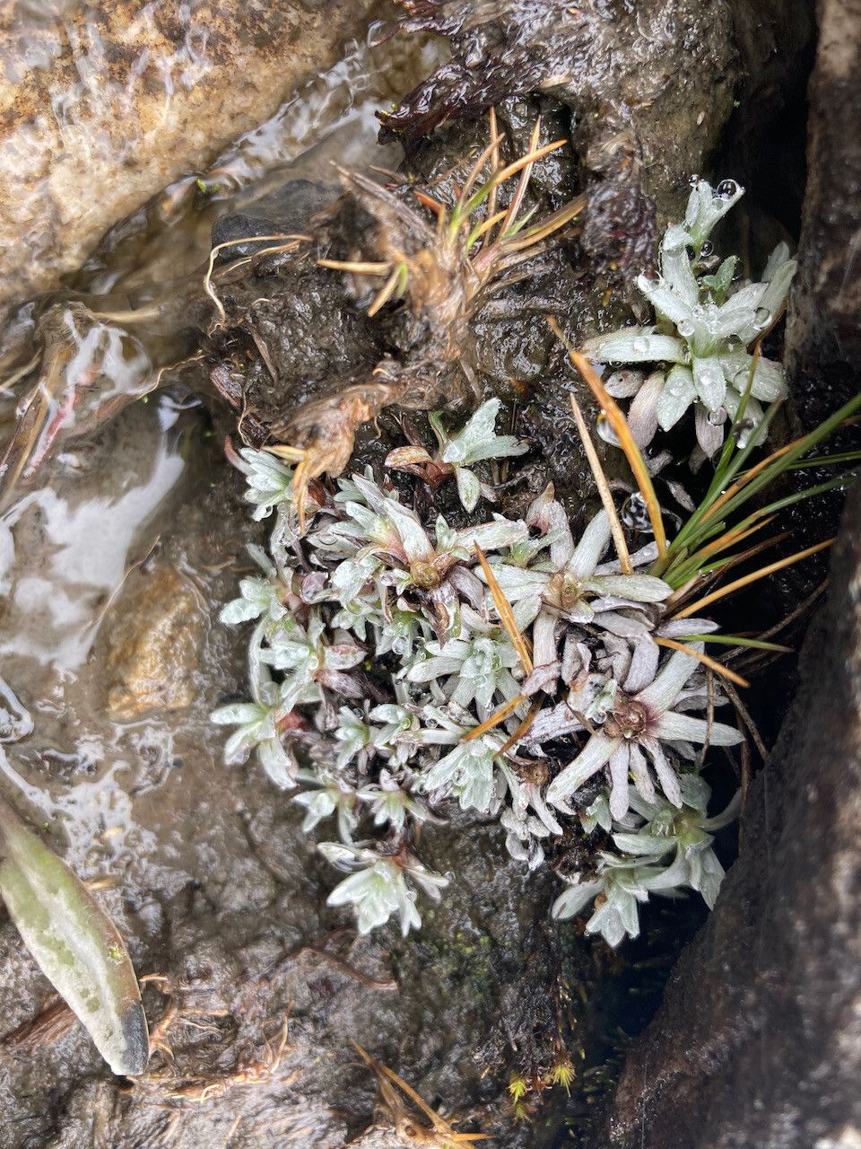 Lucilia kunthiana habit