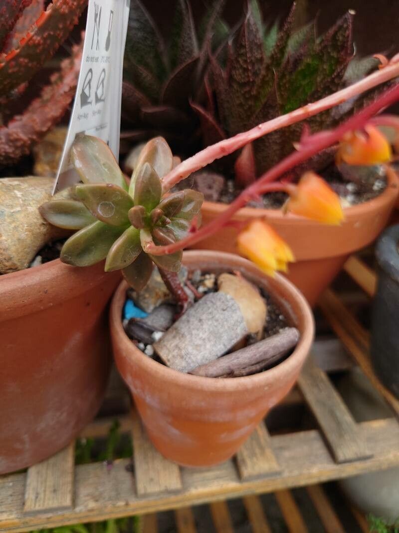 Echeveria compressicaulis leaf