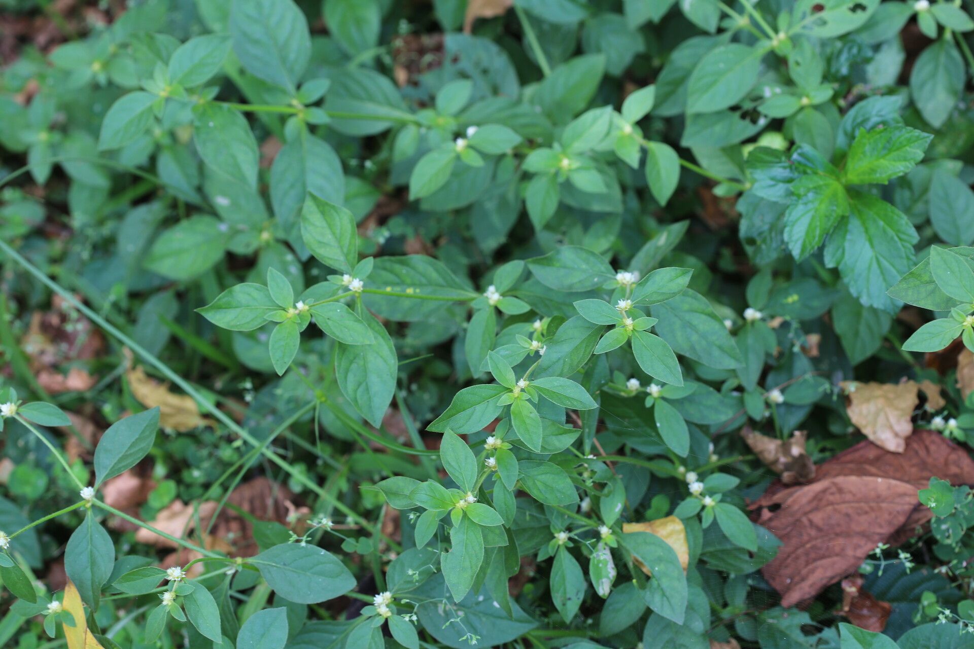 Alternanthera denticulata — search result for 'Alternanthera'
