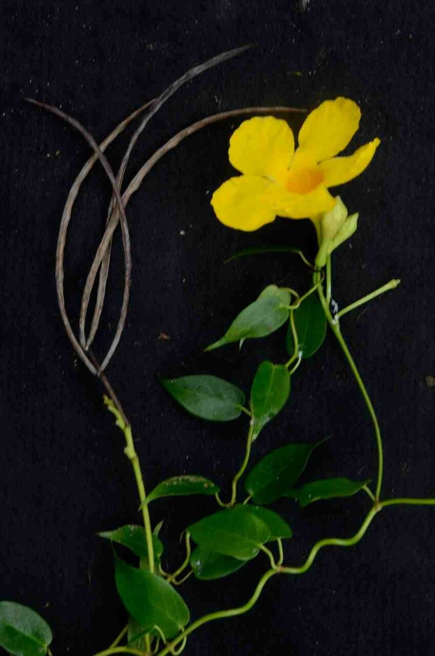 Mandevilla funiformis fruit