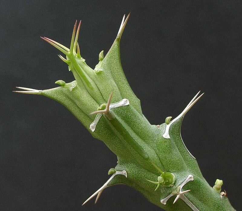 Euphorbia uhligiana — houseplant care guide