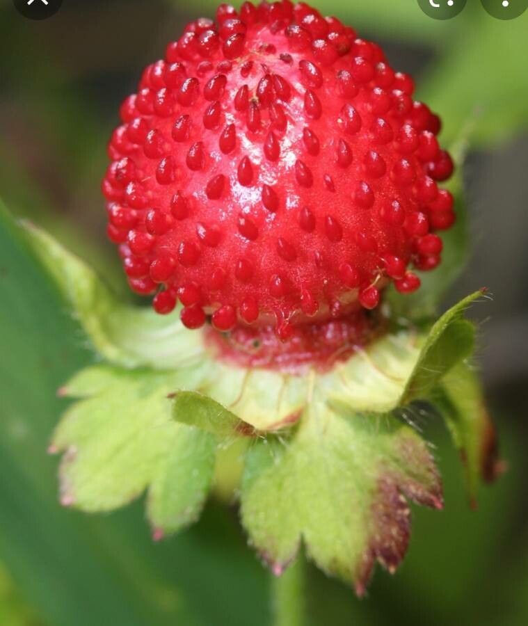 Potentilla micrantha fruit