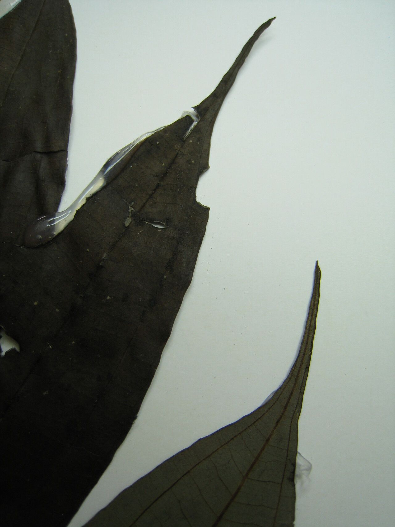 Miconia fragilis other