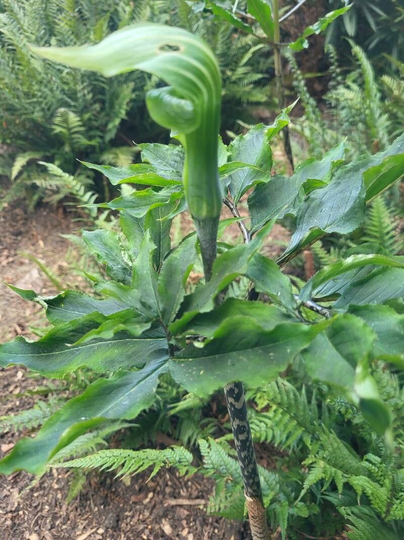 Arisaema serratum flower