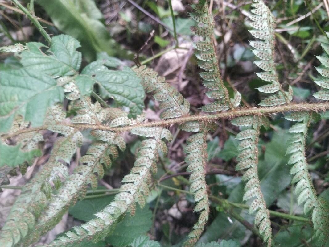 Polystichum setiferum flower