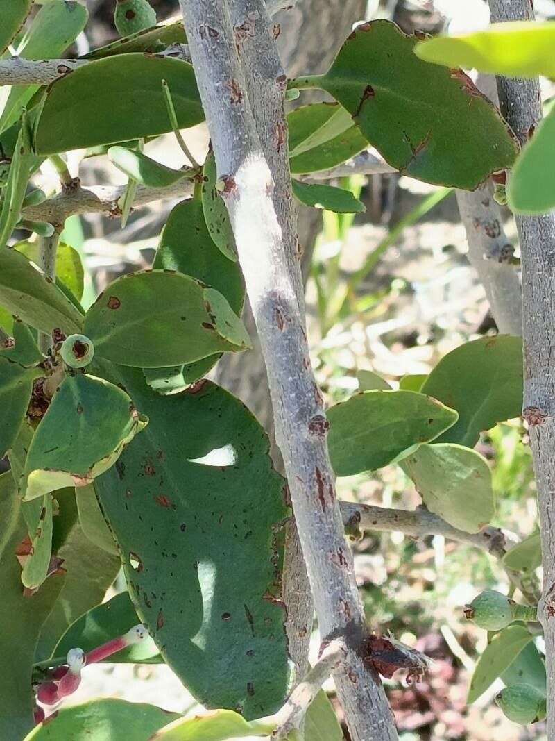 Tapinanthus oleifolius bark