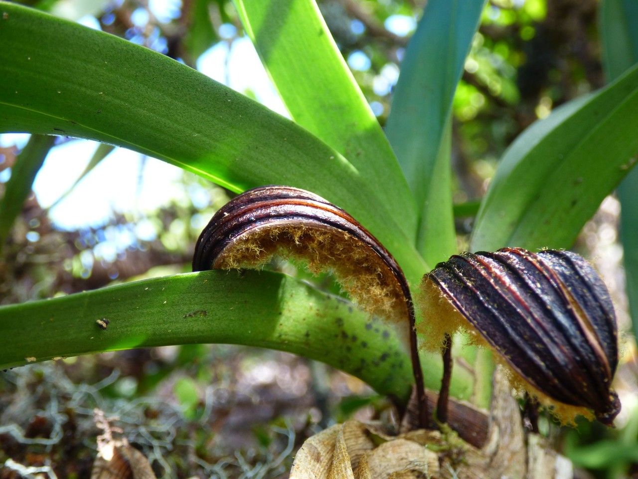 Jumellea triquetra fruit