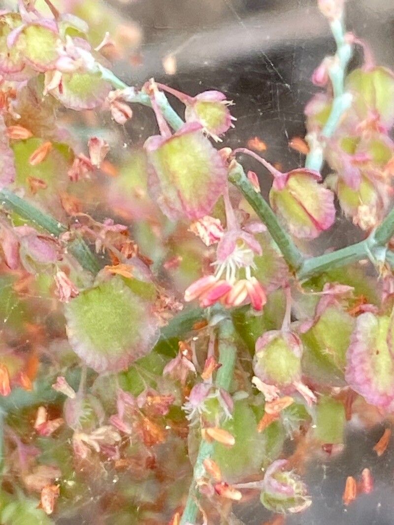Rumex maderensis flower