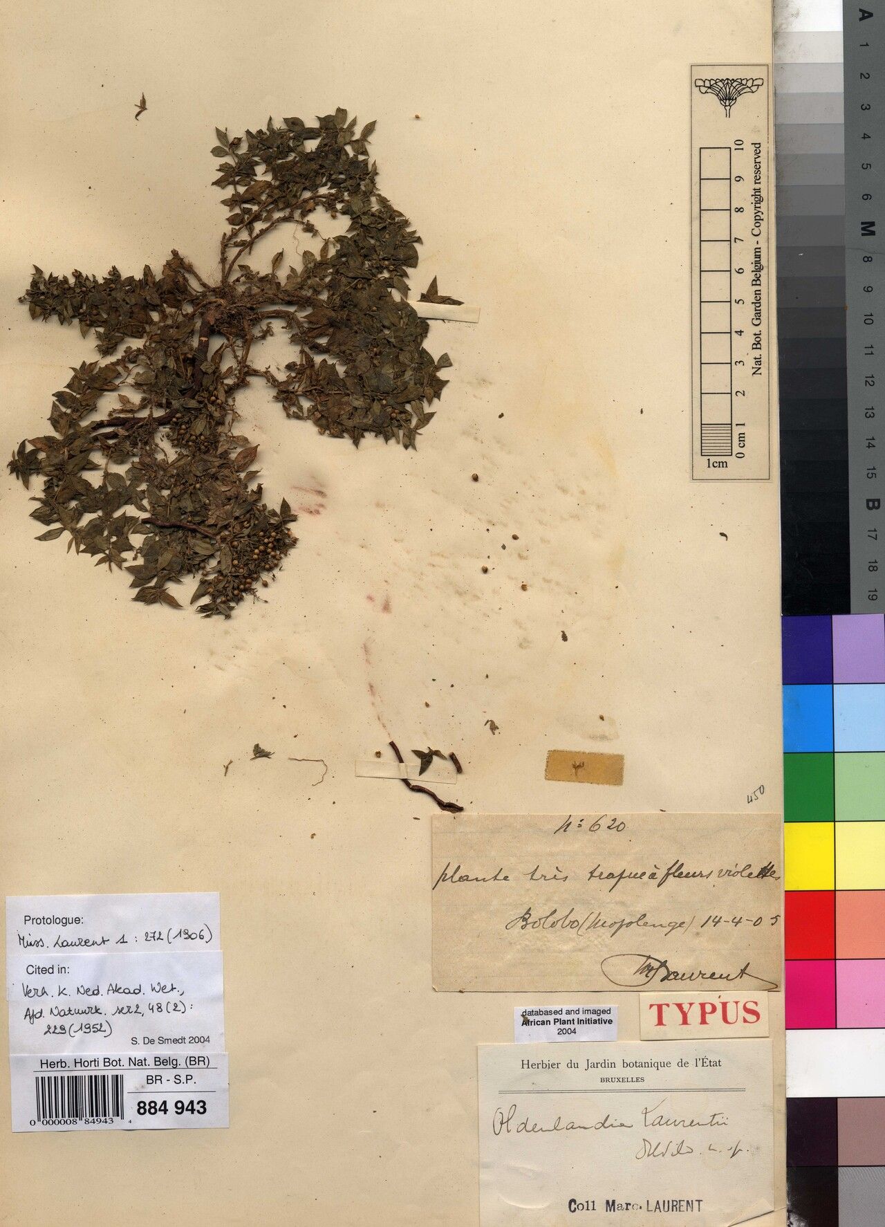 Oldenlandia laurentii — houseplant care guide