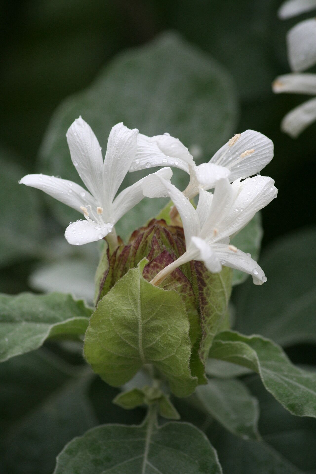 Barleria albostellata flower