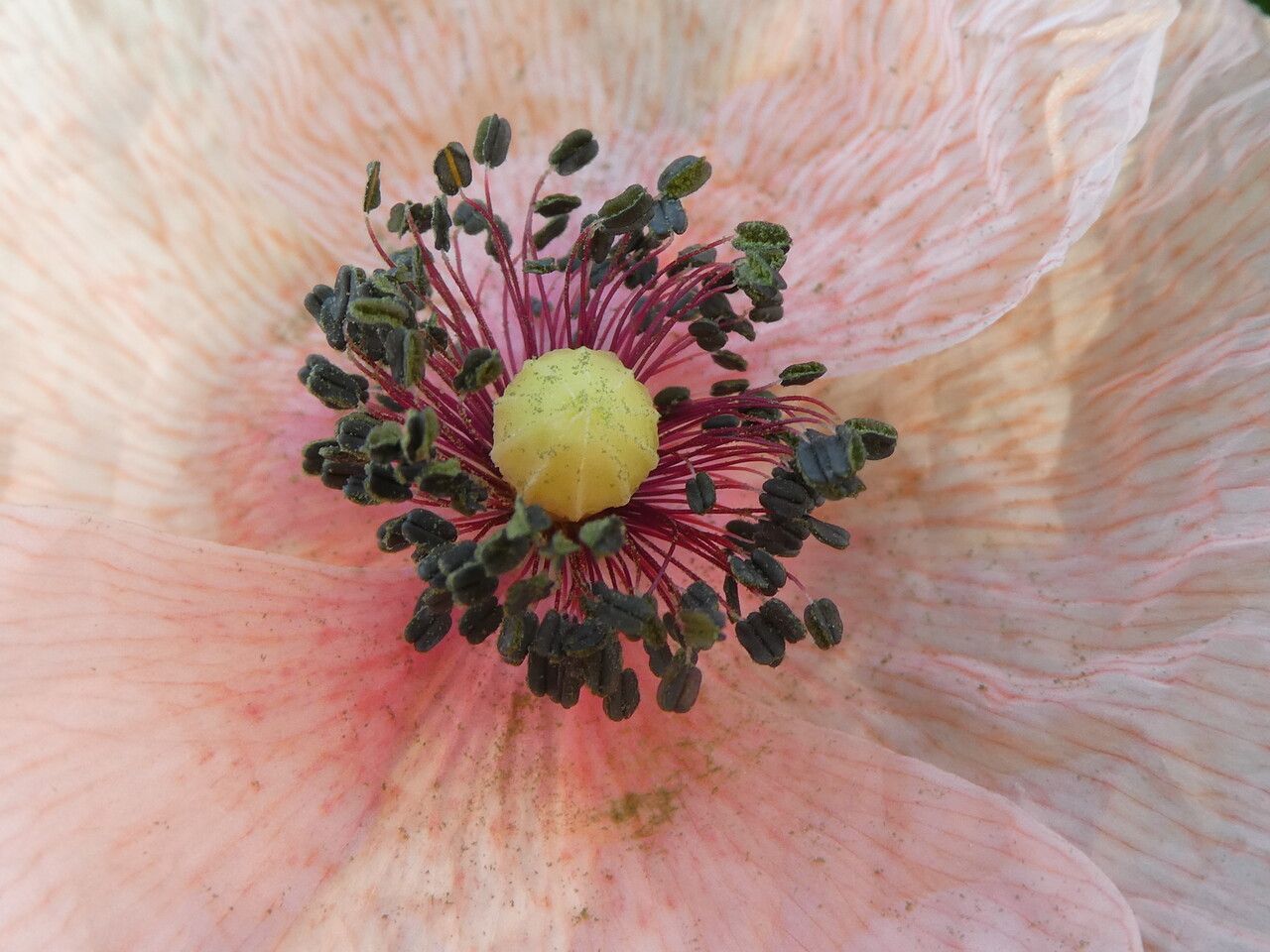 Papaver dubium flower