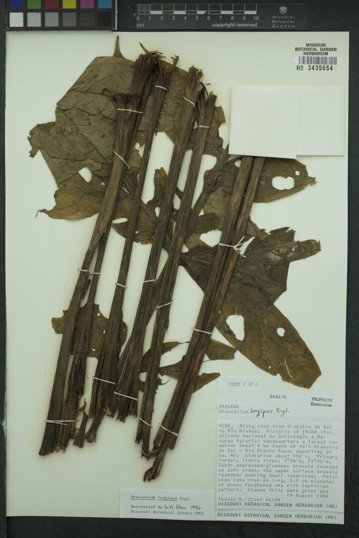 Dracontium longipes other