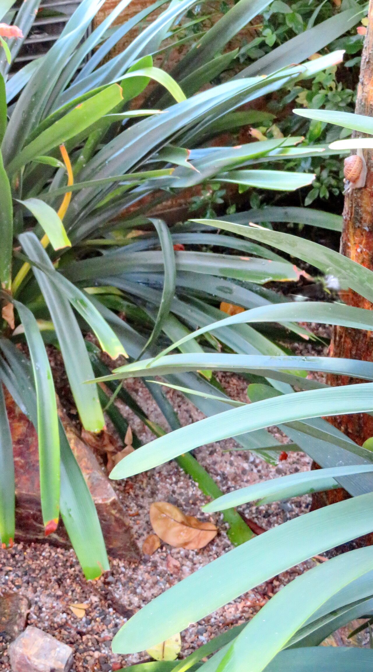 Clivia × cyrtanthiflora leaf