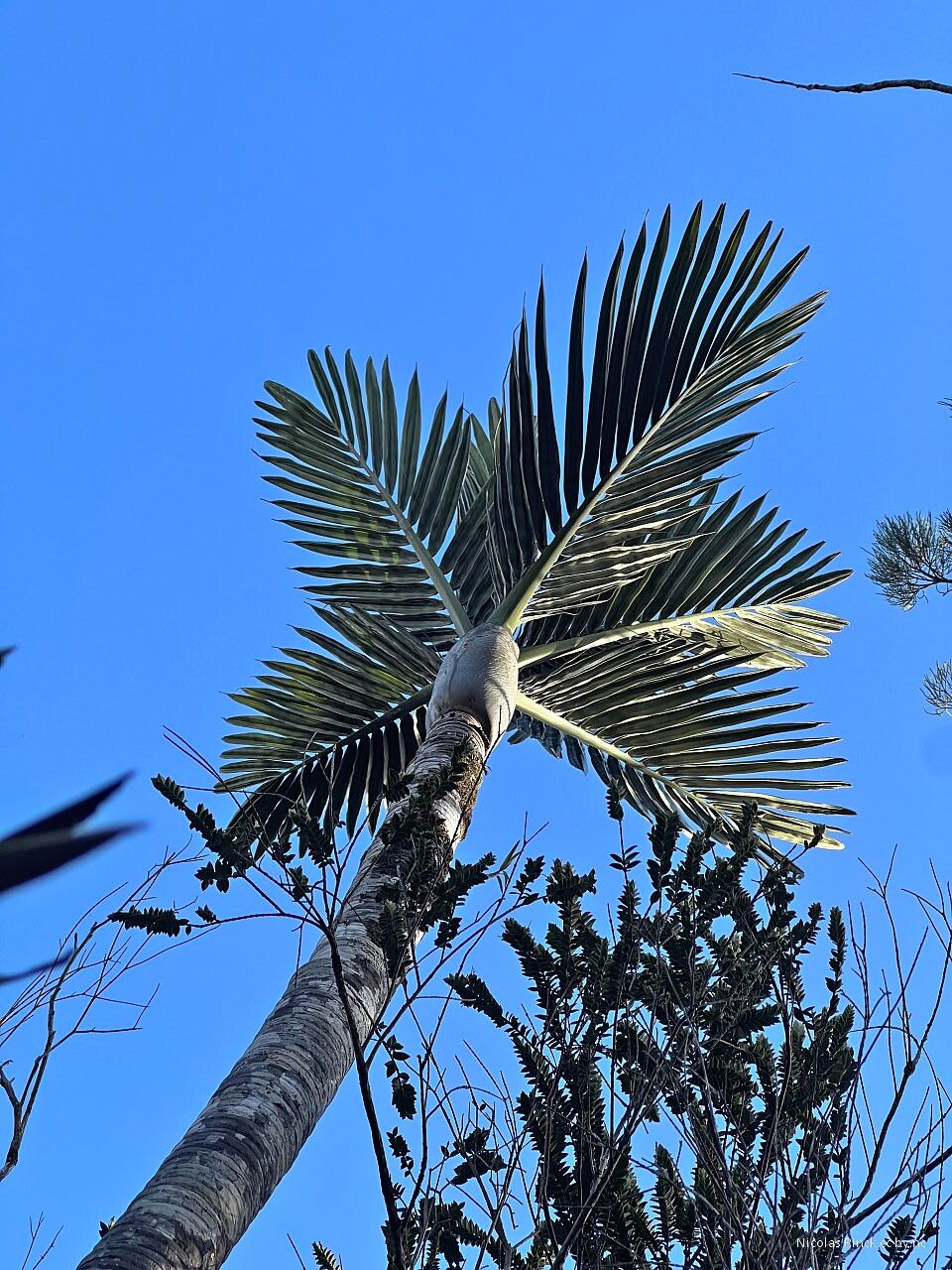 Basselinia sordida leaf