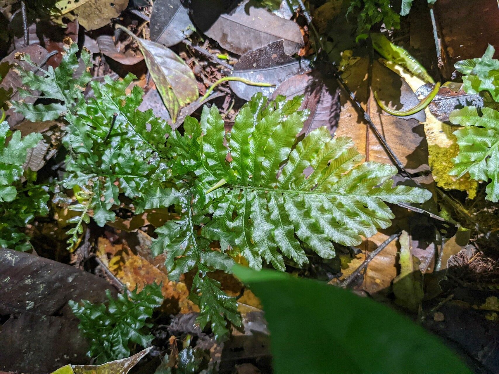Trichomanes hostmannianum habit