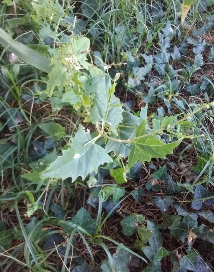 Atriplex micrantha leaf
