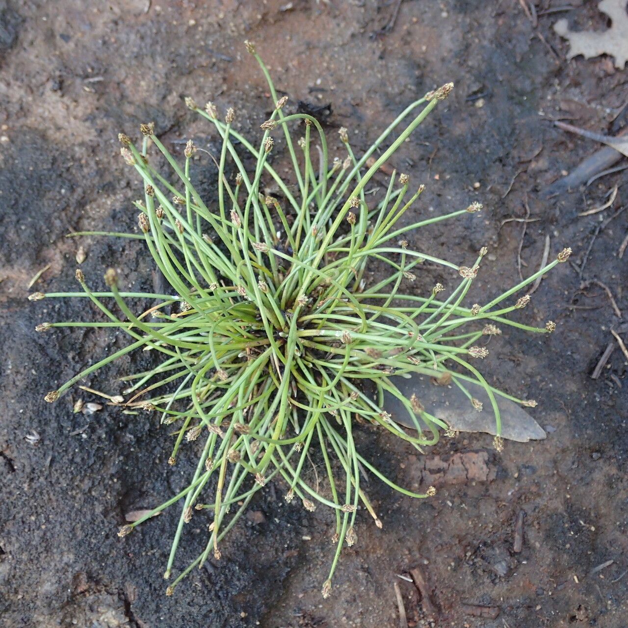 Eleocharis minuta habit