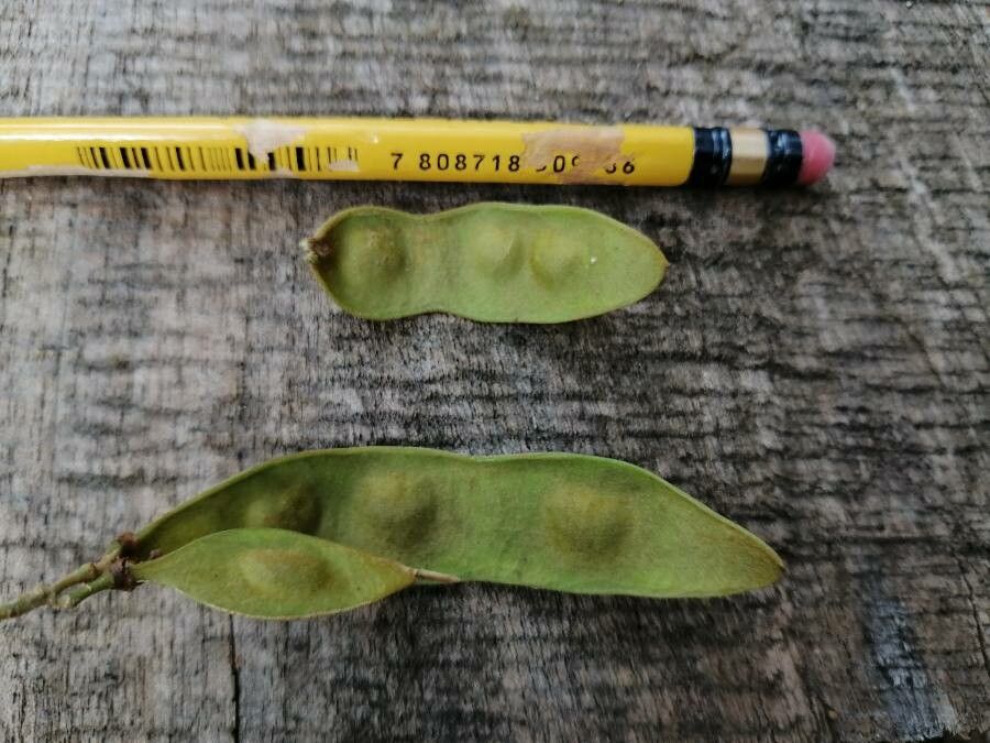 Lonchocarpus rugosus fruit