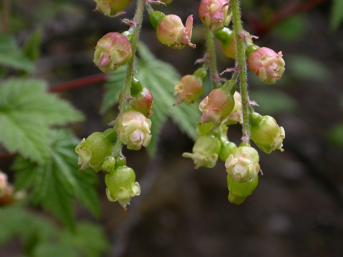 Ribes griffithii — search result for 'Ribes'