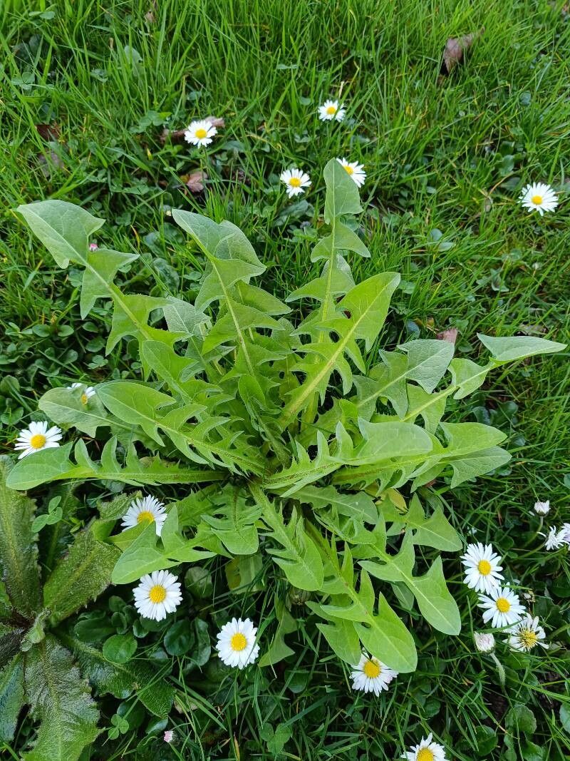 Taraxacum sect. Taraxacum leaf