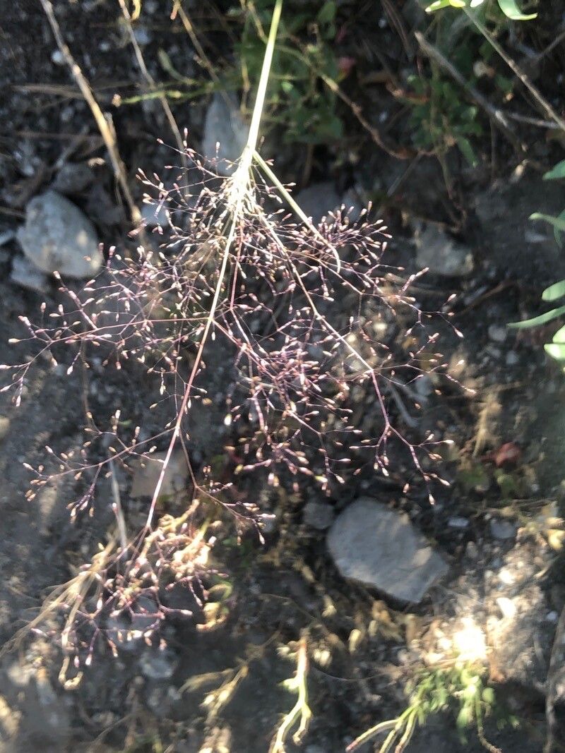 Agrostis delicatula flower