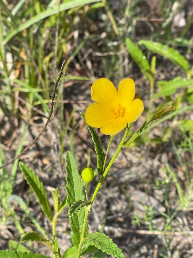 Piriqueta cistoides flower