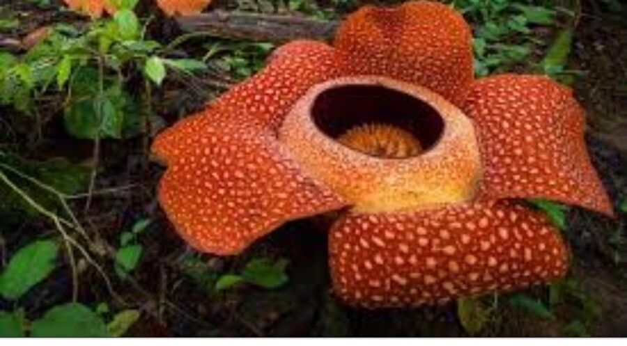 Rafflesia arnoldii — search result for 'Amorphophallus'