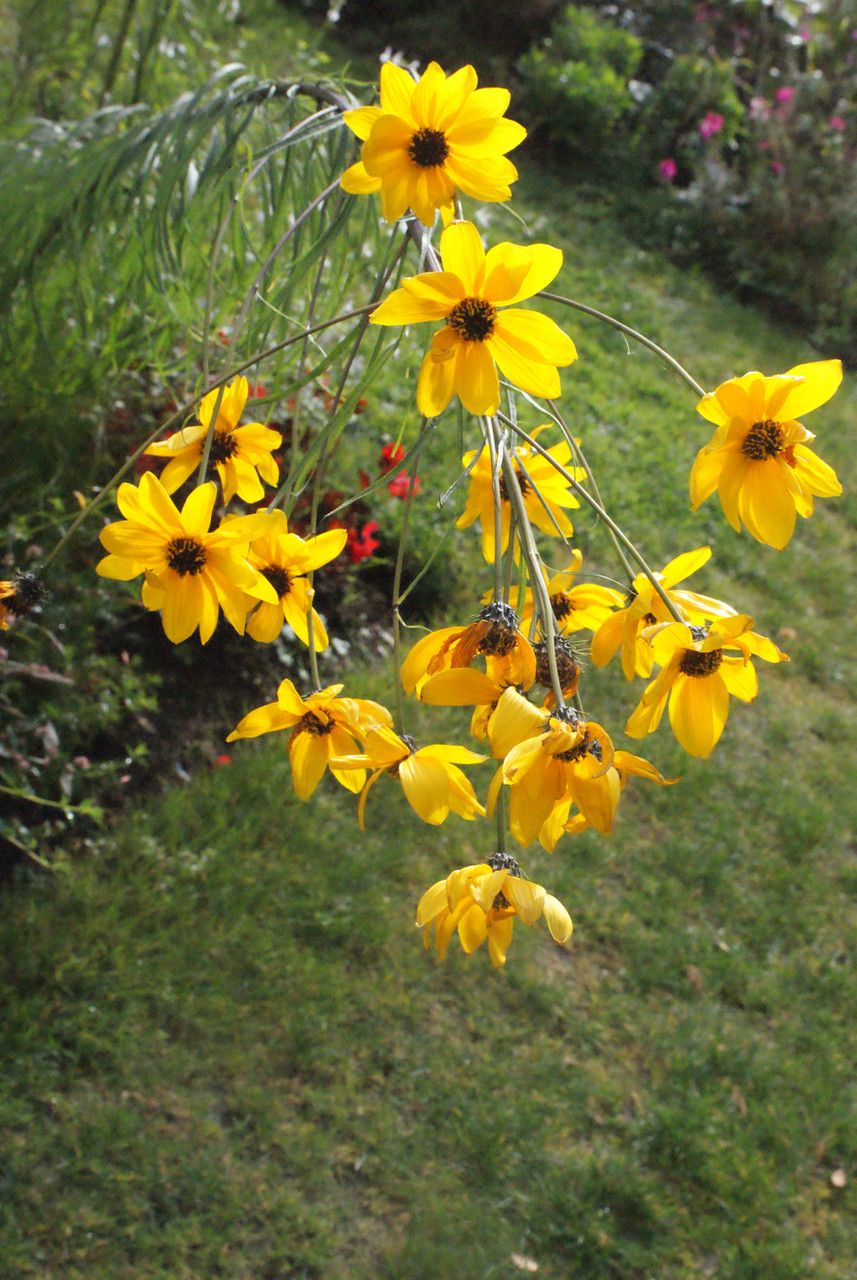 Helianthus salicifolius flower