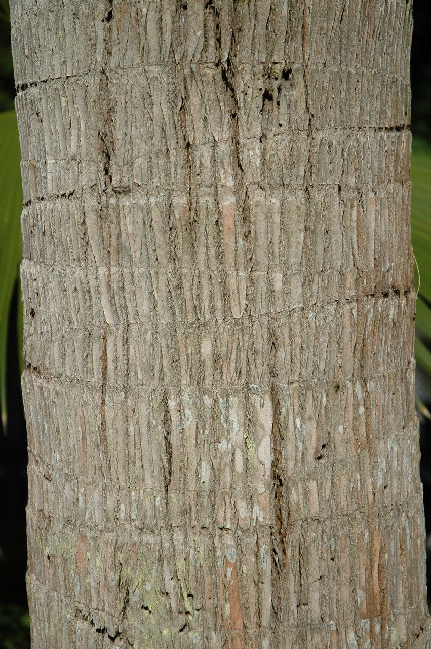 Pritchardia affinis — related species from the same genus