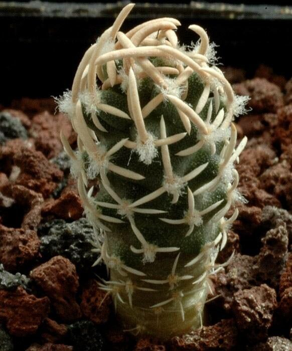 Pediocactus peeblesianus habit