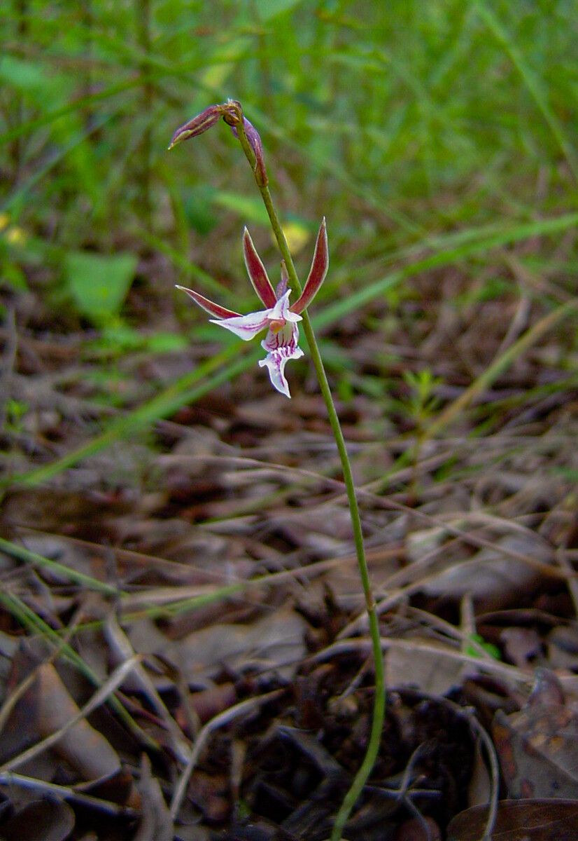 Eulophia acutilabra flower