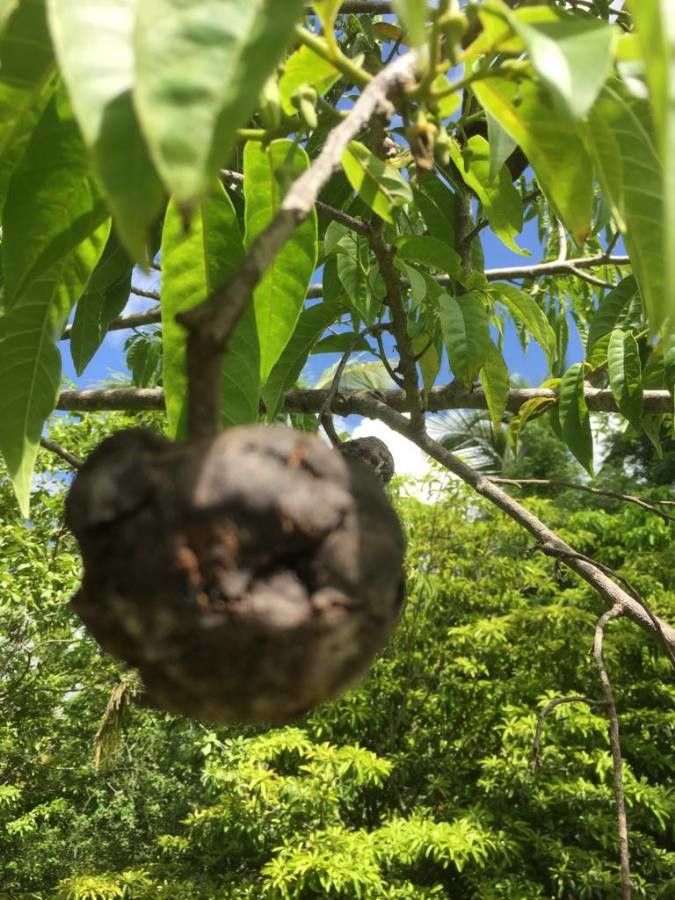 Annona reticulata fruit