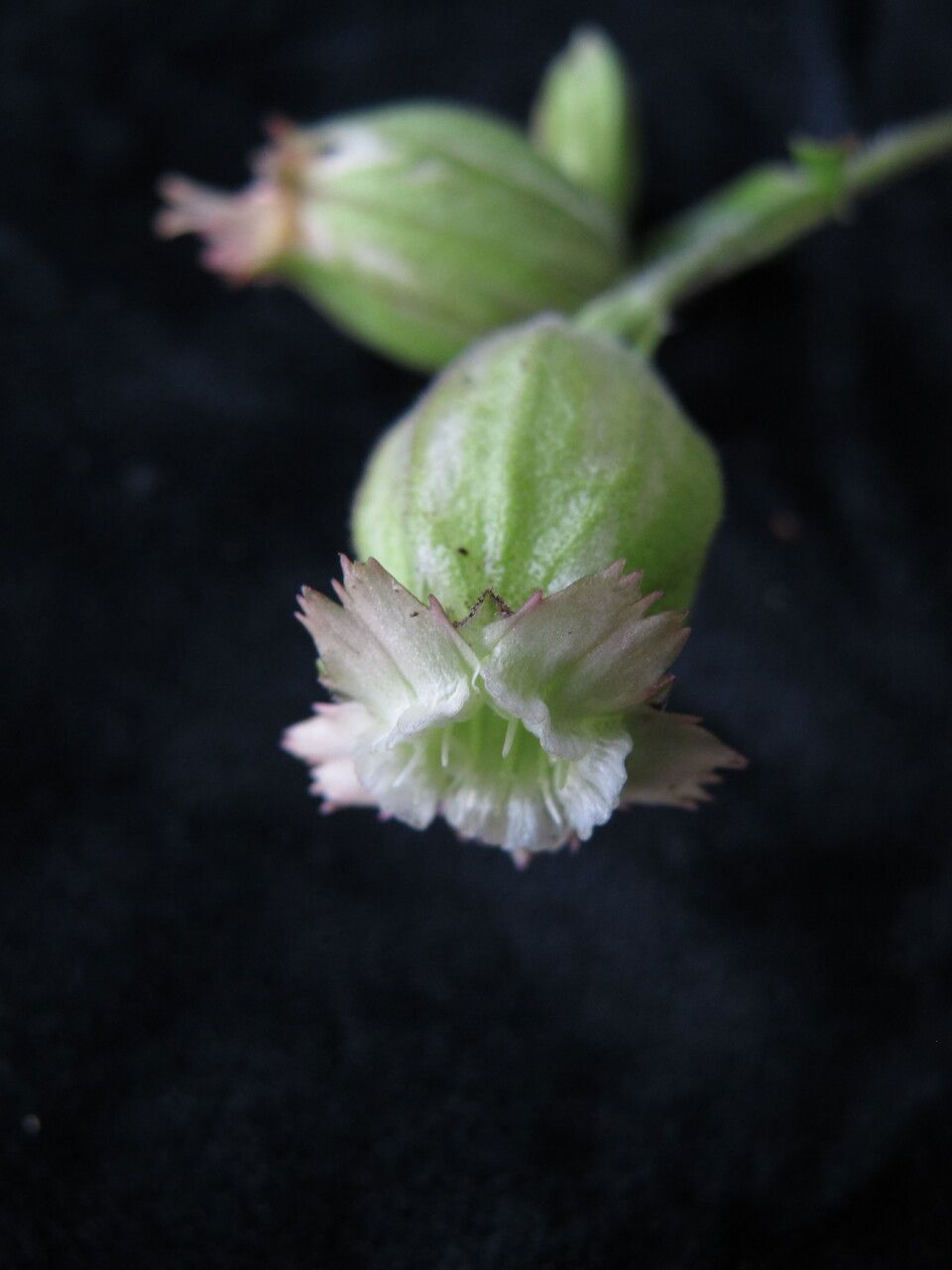 Silene indica flower