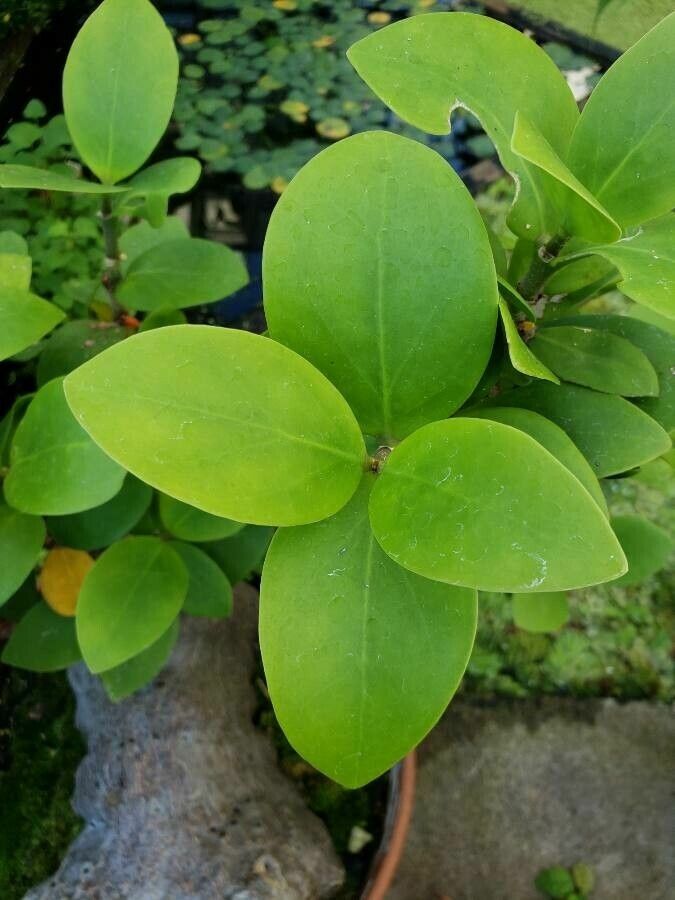 Hydnophytum moseleyanum leaf