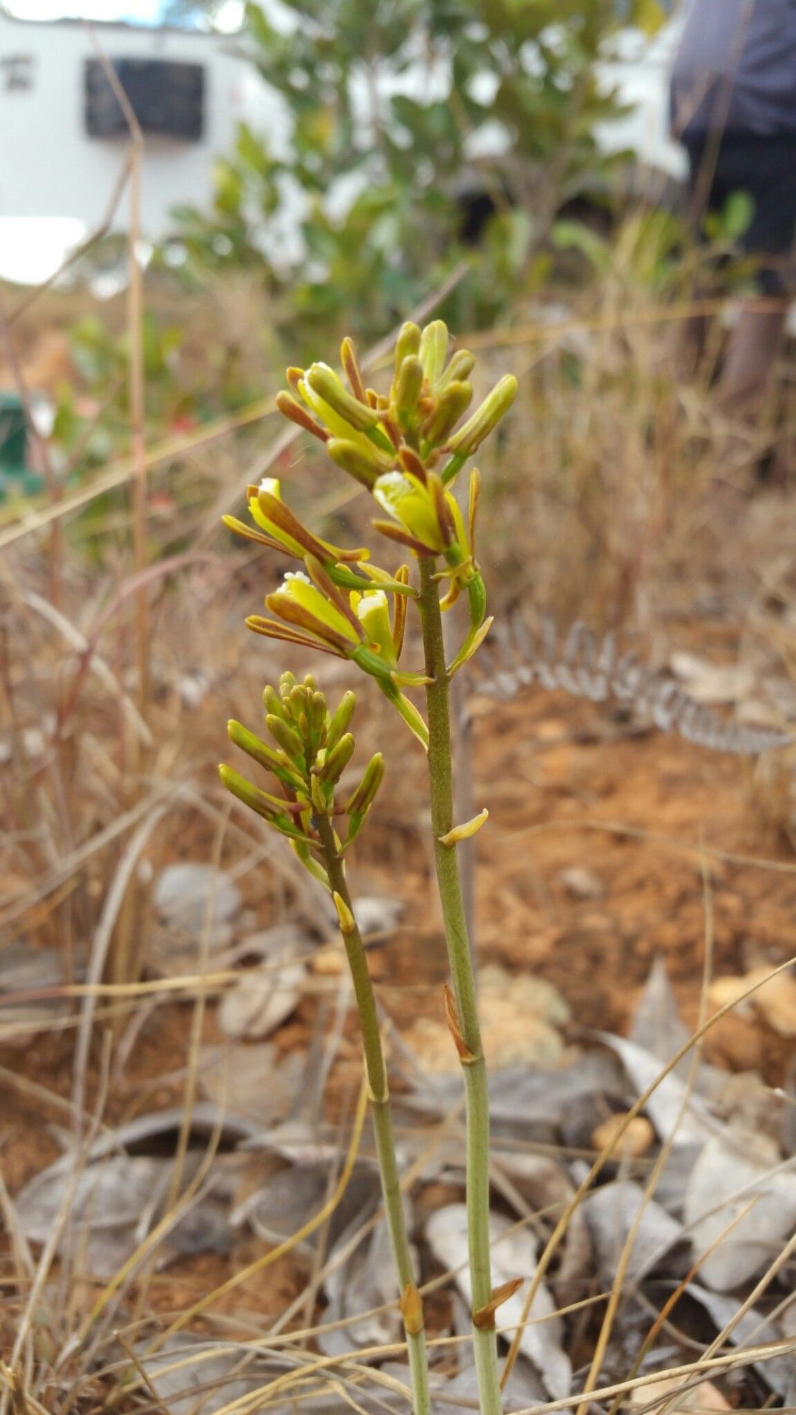 Eulophia ibityensis — houseplant care guide