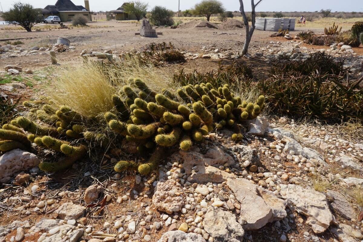 Bergerocactus emoryi bark