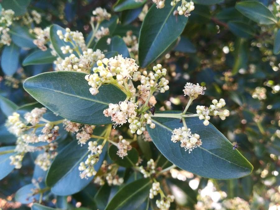 Corynocarpus dissimilis — related species from the same genus