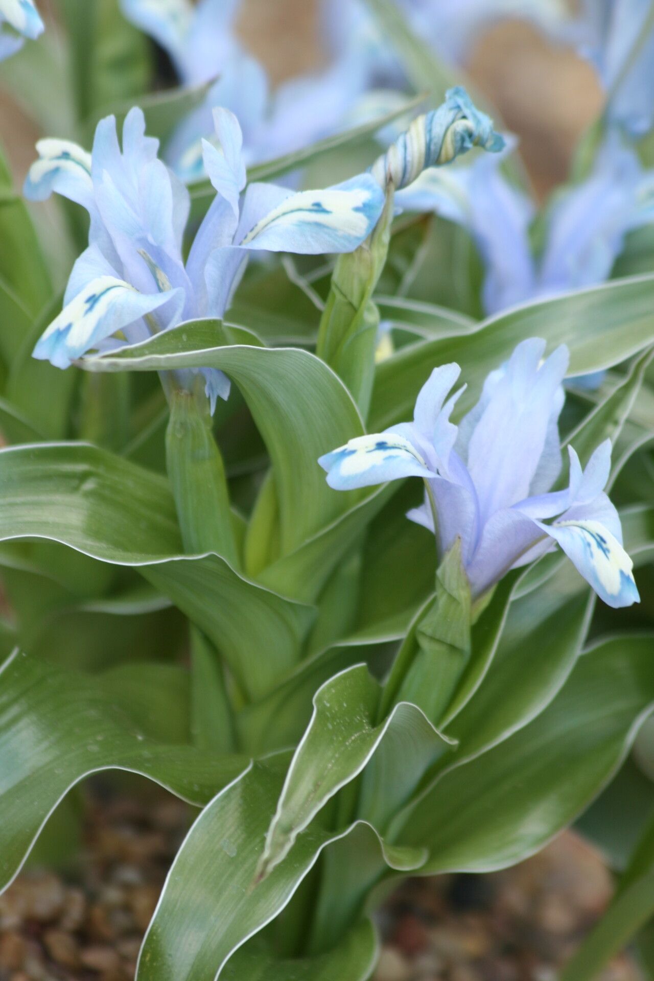 Iris willmottiana — houseplant care guide