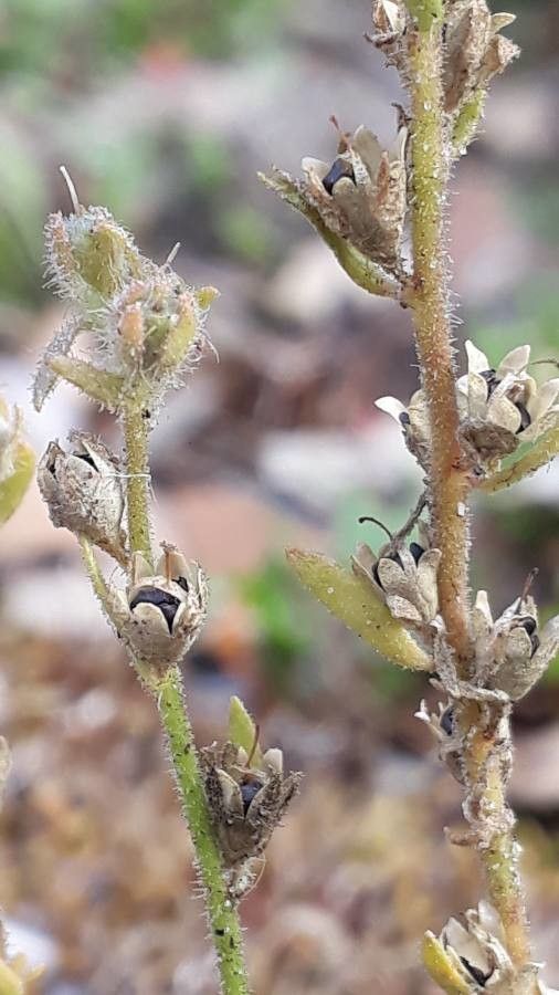 Linaria arenaria fruit