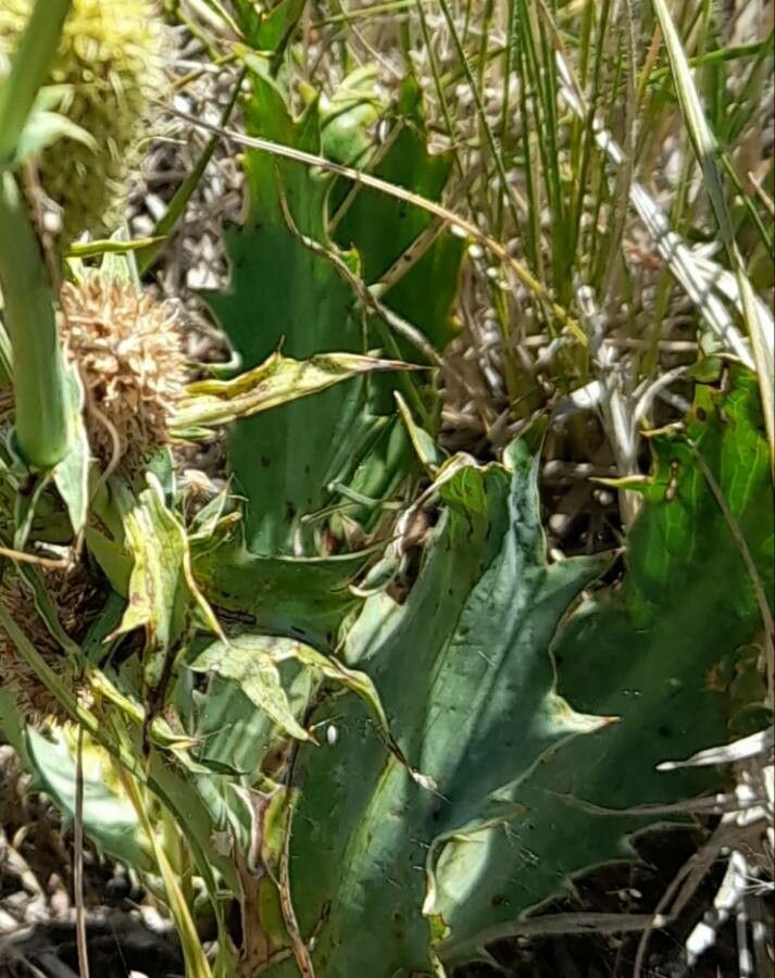 Eryngium coronatum — search result for 'Eryngium'