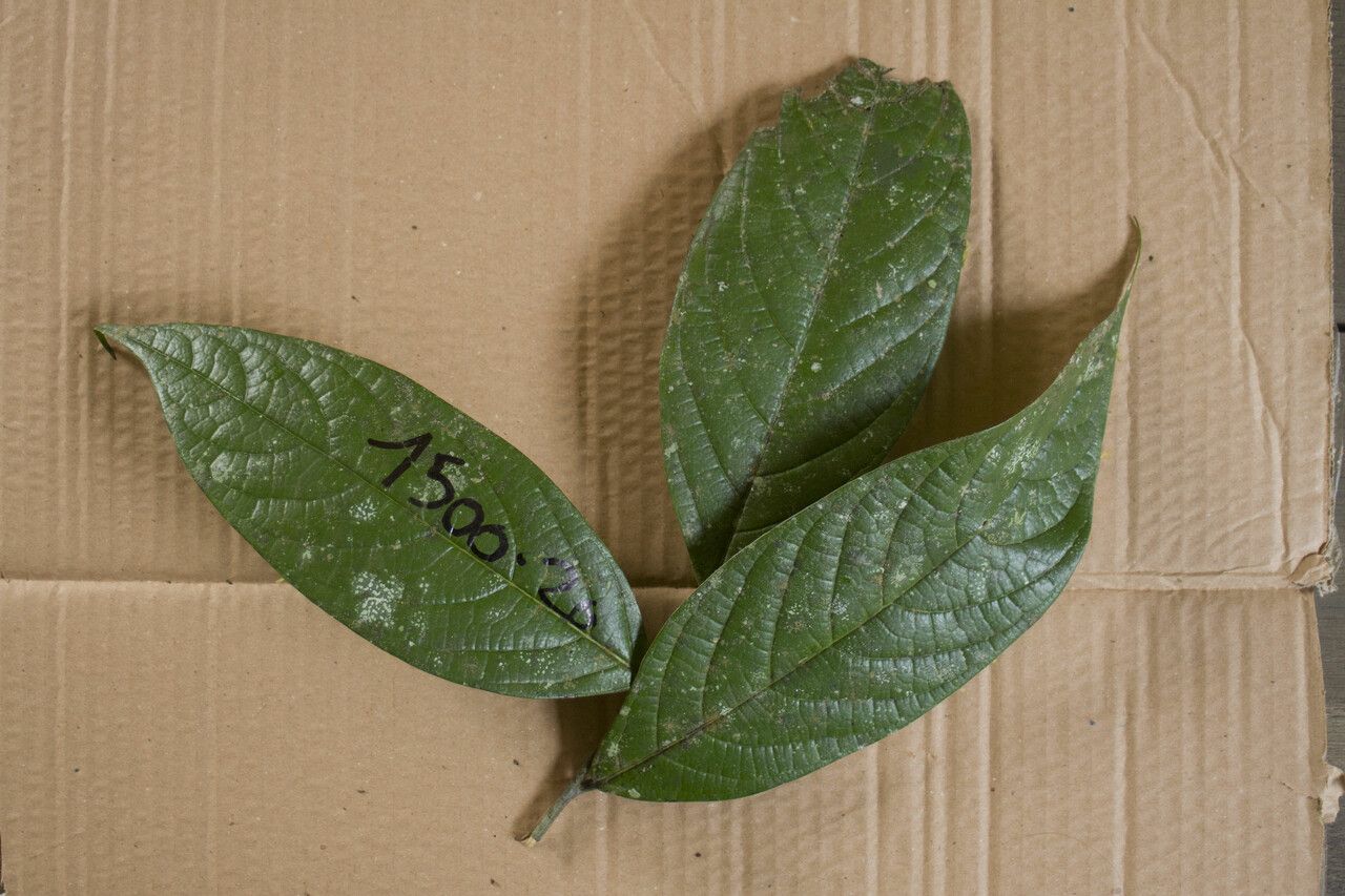 Ocotea nigra leaf