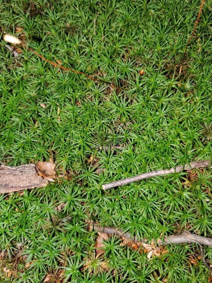 Saxifraga bronchialis leaf