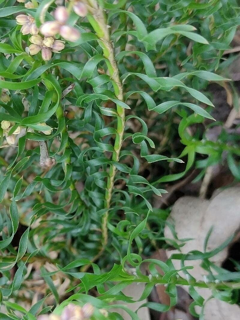 Lomandra obliqua leaf