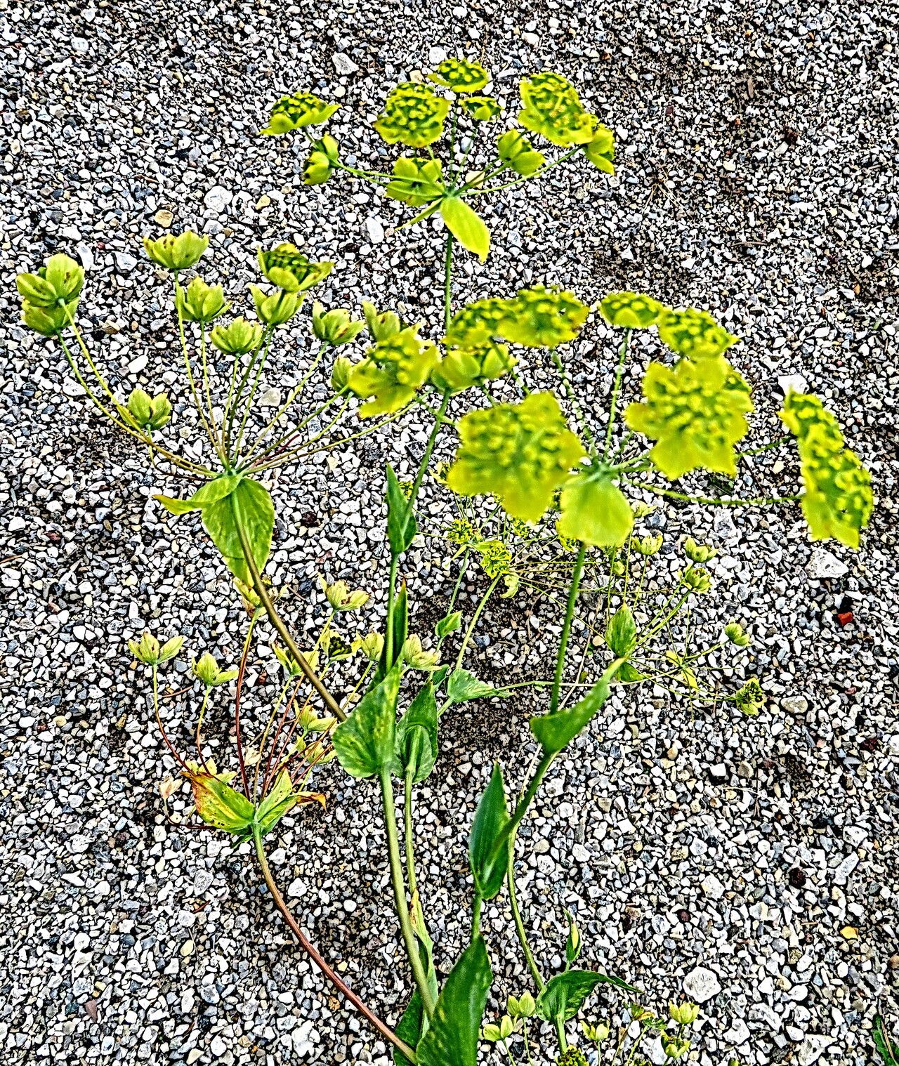 Bupleurum multinerve — search result for 'Bupleurum'