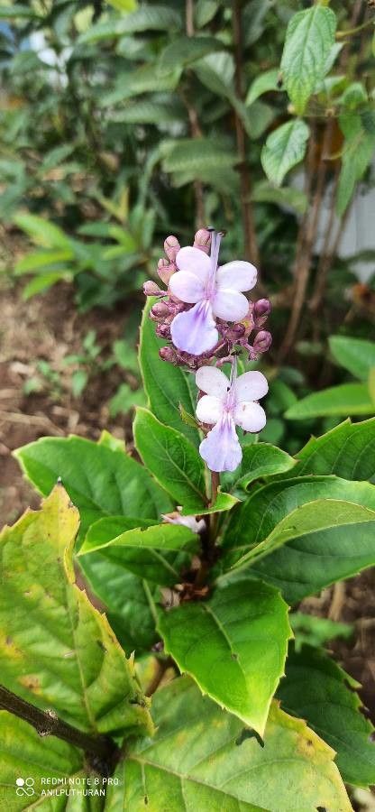 Rotheca serrata flower