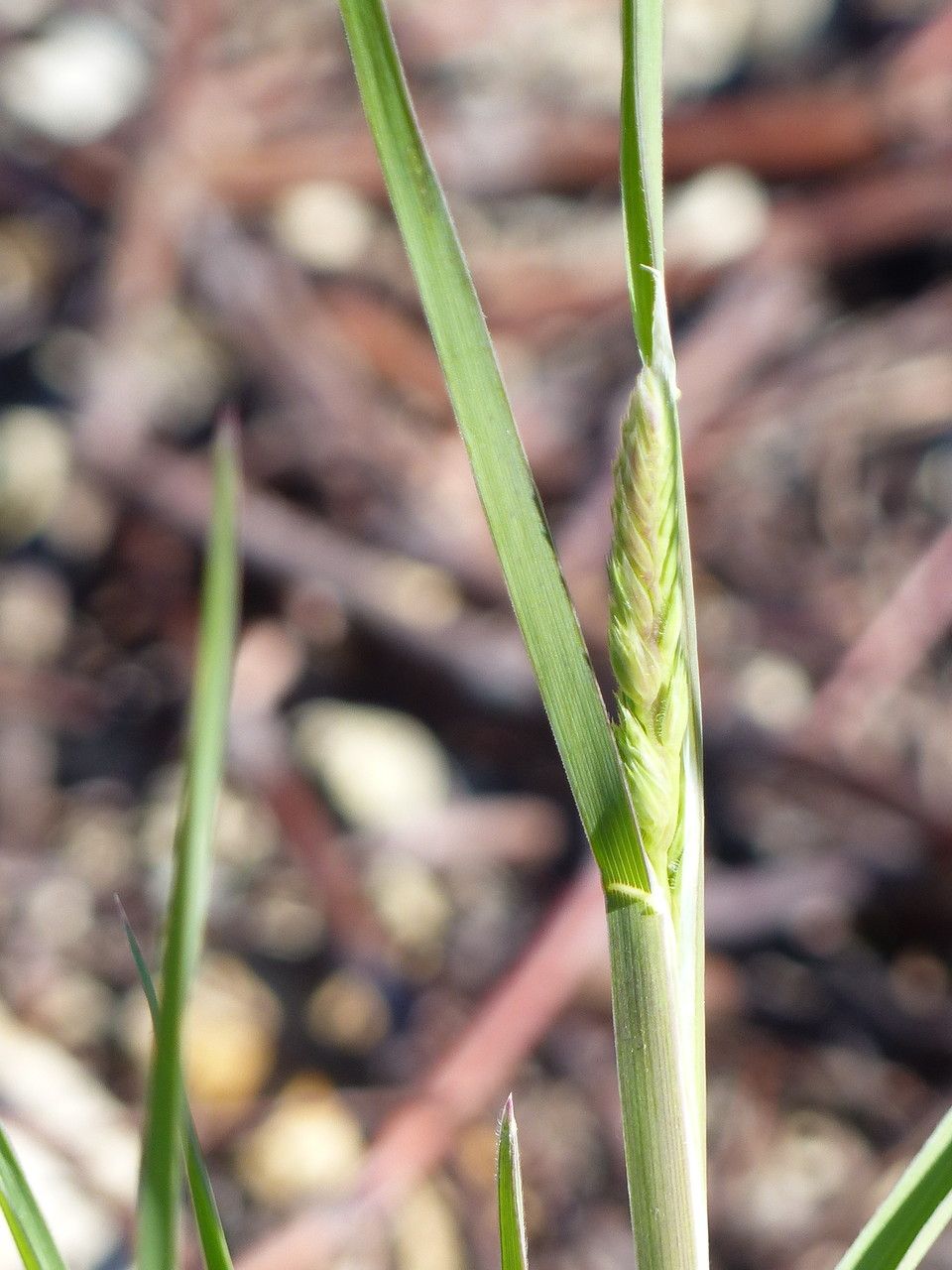 Carex olbiensis flower
